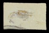 Cretaceous Fossil Shrimp - Lebanon #154568-1